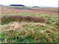 Stony mound south-east of Fawdon Hill in NE19 1NP
