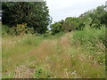 Overgrown track at the settling basins in NR14 6LR