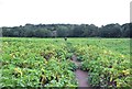 Path through the Potato Field in Winsford Over & Verdin Ward