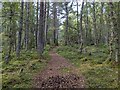 Path in Elchies Forest in AB38 7QR