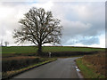 Single oak at a road junction near Aconbury in HR2 6PQ