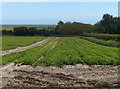 Farmland near the Richmond Cottages in Gedgrave