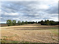 Farmland behind Gestingthorpe Church in CO9 3BQ