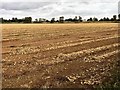 Field of onions drying, Sutton Road, Wisbech in PE13 5DS