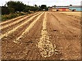 Rows of onions drying next to Sutton Road, Wisbech in PE13 5DR