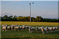 Stoke St Mary : Grassy Field & Sheep in TA3 5BT