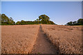 Ruishton : Crop Field in TA3 5NA