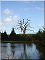 Dead tree on the edge of a pond near Castle Farm in B80 7EP