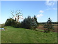 Clump of trees by a pond near Castle Farm in B80 7EP