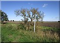 Footpath sign and dead elder bush, Tanvats in LN4 3AW