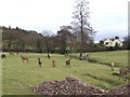 Deer farm at Exfords Green in SY5 8HH
