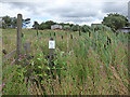 Overgrown footpath near Blackshaw Head in HX7 7JW