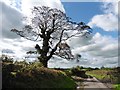 Farm crossing on the road to Filleigh in EX36 3RG