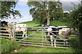 Inquisitive cows at gate to hilly field in CA17 4AW