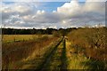 Track onto Hazlewood Marshes in IP15 5PJ