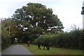 New Forest ponies in Emery Down in SO43 7DX