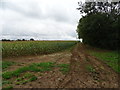 Farm track and maize field in OX15 5RN