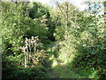 Track from Birch Road to woodland ford in EX32 0PB