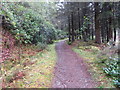 One of the numerous signed Forest Trails at Glencoe Lochan in PH49 4HT