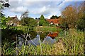 Brafield on the Green-Village Pond in Brafield-on-the-Green