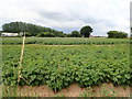 Potato field, Long Sutton in PE12 9RX