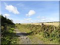 Trackway at Acton Dene in DH9 6SL