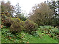 Gorse, bracken and woodland in LL20 7DB