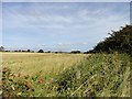 View across the fields near Acton Dene in DH9 6SL