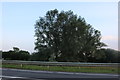 Tree by The Branston Way, Kempston in MK43 9LF