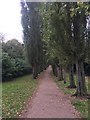 An avenue of Poplars in MK2 3AB