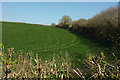 Field near Barnston Farm in TQ9 7PZ