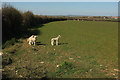Lambs near Fursdon Cross in TQ7 2BD