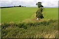 Looking north to fields from A595 verge in CA5 6NS