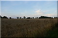 Wheat fields north-east of Saxmundham in IP17 1EU