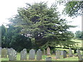 St Paul's Church graveyard and yew tree in SY16 4BN