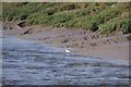 Egret on the bank of the Axe in TA8 2RL