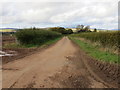 Hedge enclosed track leading to Langhaugh in DD9 7RD