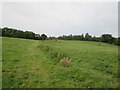 Grass  track  over  parkland  toward  The  Haining in TD7 5LR