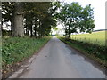 Tree and fence-lined road heading towards Balnamoon in DD9 7RQ