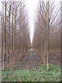 Trees in a row in TF6 6EE
