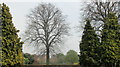 Trees, City of London Cemetery in IG1 3DF