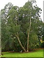 Eucalyptus tree in the University of Dundee Botanic Garden in West End Ward