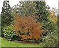 Autumn colour in Dundee Botanic Garden in West End Ward