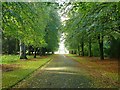 Tree lined avenue in the grounds of Scone Palace in PH2 6BD