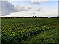 Cabbages in a Field off News Lane in WA11 8PH