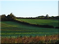 Fields near Old Bishton in NP16 7JQ