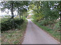 Tree-lined minor road approaching Birchfold in AB31 4NL