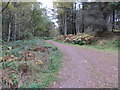 Part of the Banchory Circular Path in Brathens Wood in AB31 4BQ