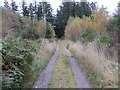 Woodland track leading to Hill of Brathens in AB31 5RN