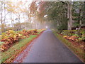 Minor road and woodland near Hill of Drumshalloch in AB31 5QB